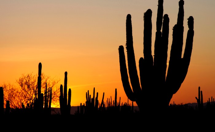 Department of Anthropology Speaker Series Presents: Jason De&nbsp;Léon